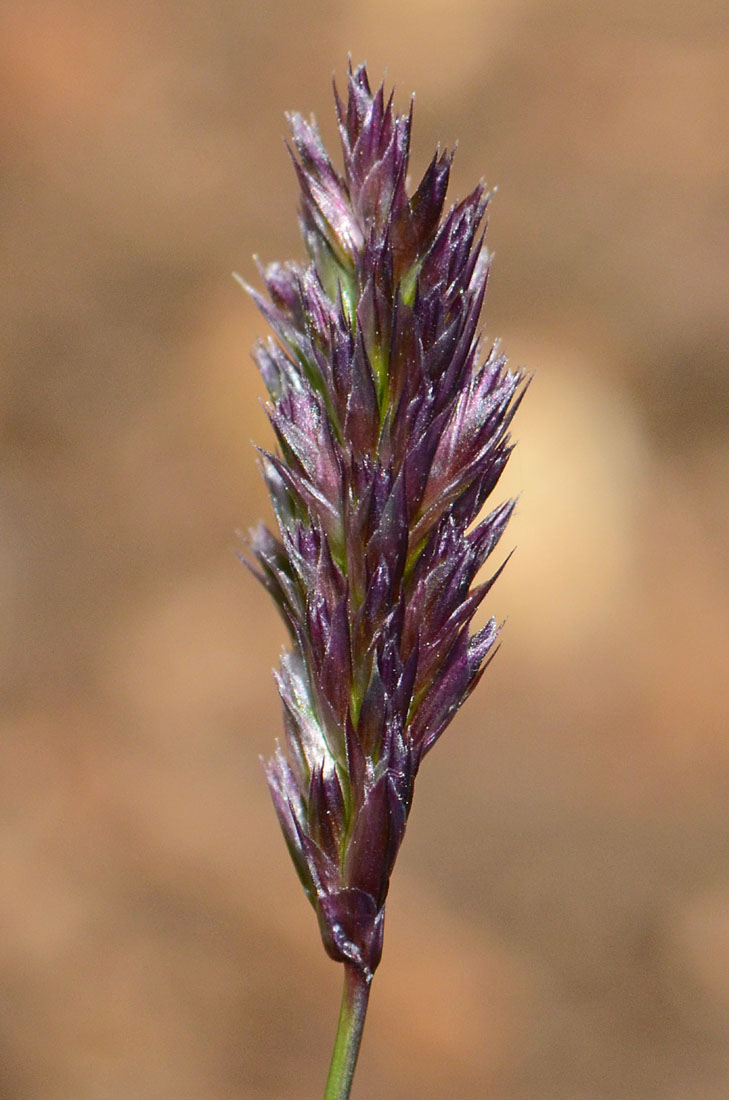 Sesleria sp